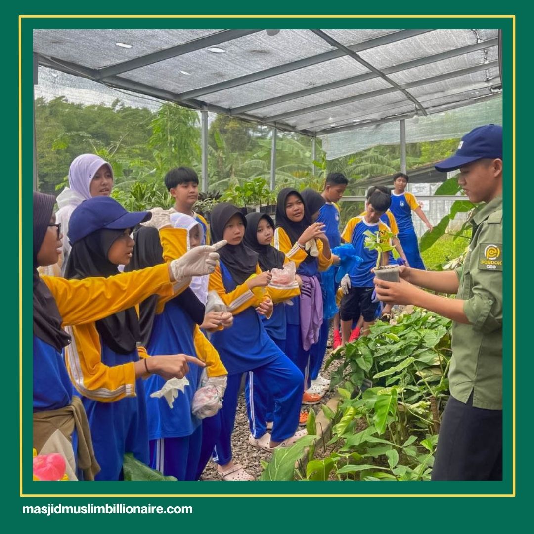 cara menanam jagung di lahan sawah
