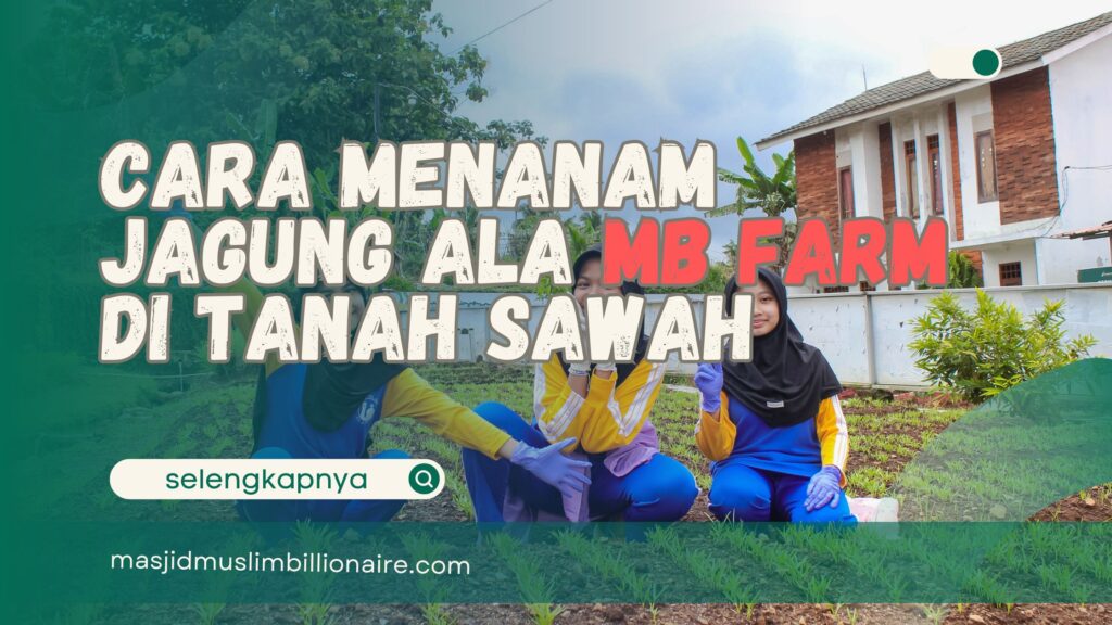 cara menanam jagung di lahan sawah