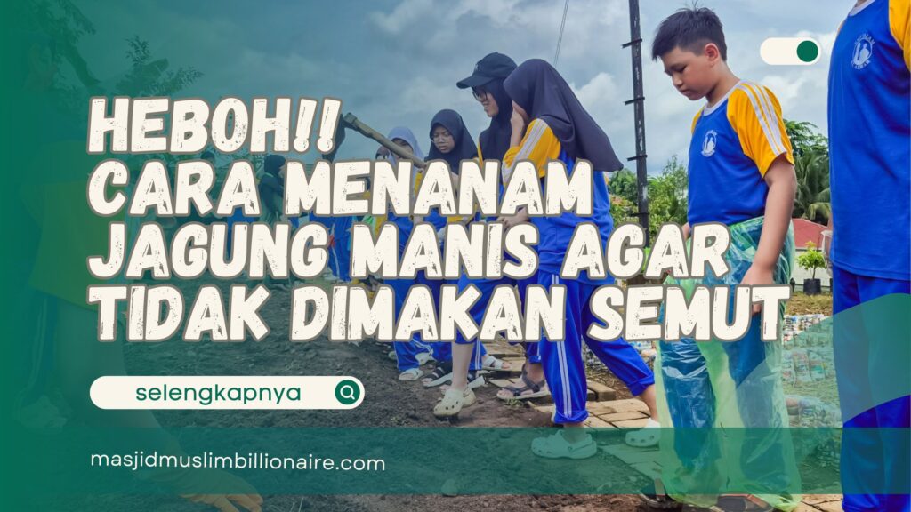 cara menanam jagung manis agar tidak dimakan semut