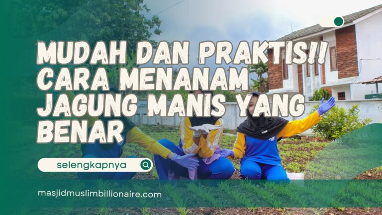 cara menanam jagung manis