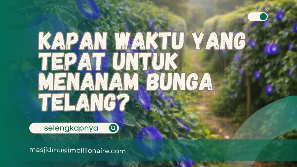 menanam bunga telang