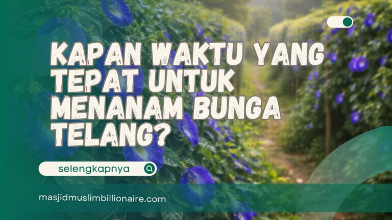 menanam bunga telang
