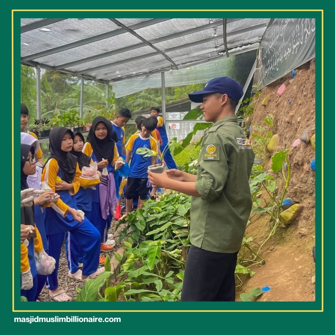 cara menanam jagung manis di polybag