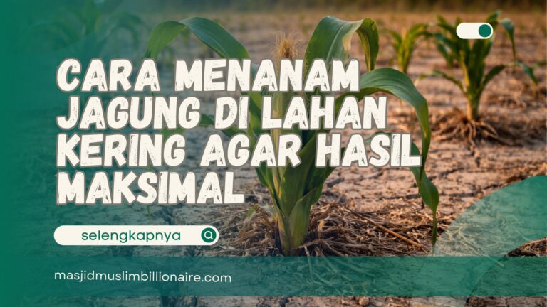 cara menanam jagung di lahang kering