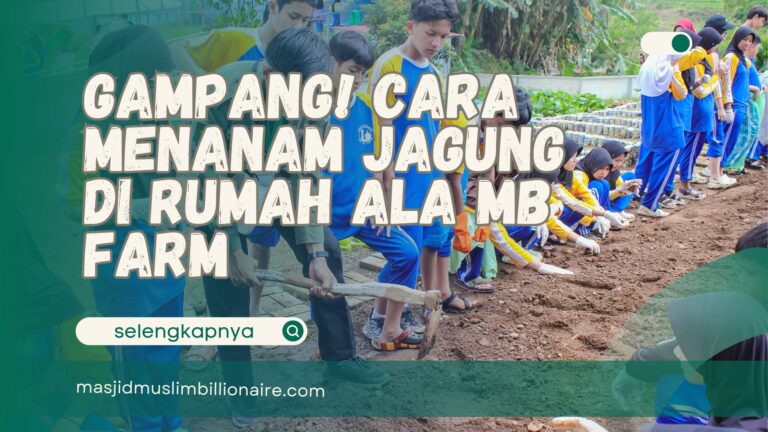 cara menanam jagung di rumah