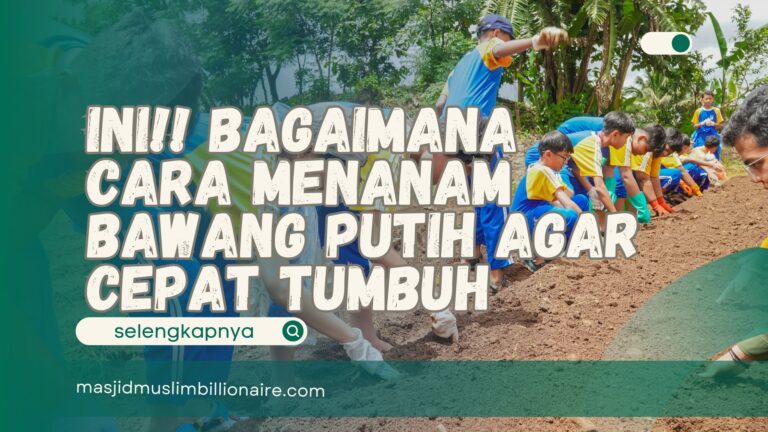 bagaimana cara menanam bawang putih