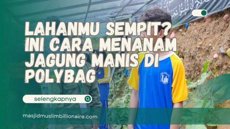 cara menanam jagung manis di polybag