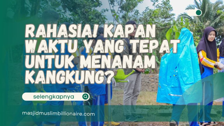 kapan waktu yang tepat untuk menanam kangkung