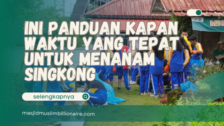 kapan waktu yang tepat untuk menanam kangkung